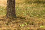 Leubas "Hotspot der Biodiversitt": Entdeckungsreise durch die Streuobstwiese