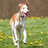 Podenco &quot;Yolo&quot; sucht ein Zuhause